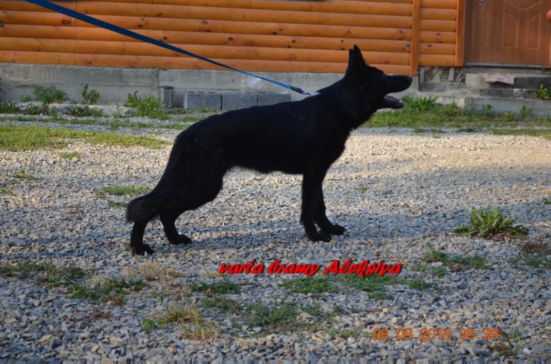 Varta Bramy Aleksiya | German Shepherd Dog 