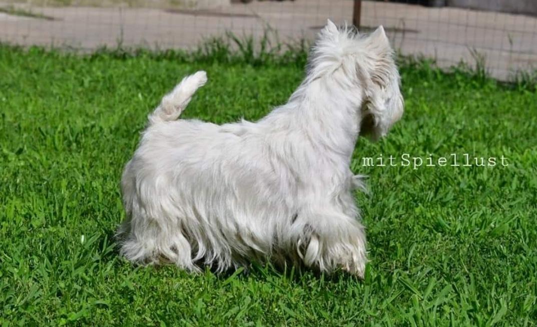 Inagaddadavida  de Voivodina | West Highland White Terrier 