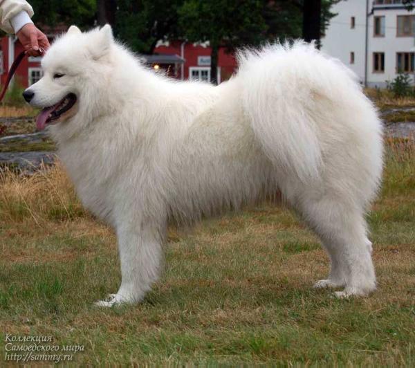 Balanuj Di Casa Kaly | Samoyed 