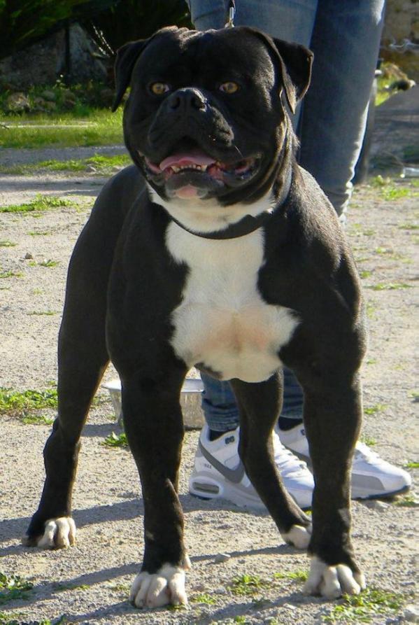 Stylebully Gigolo of Miura | American Bulldog 