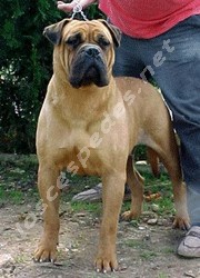 Chocruz eva maria | Bullmastiff 