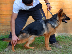 Yanka von Petworld | German Shepherd Dog 