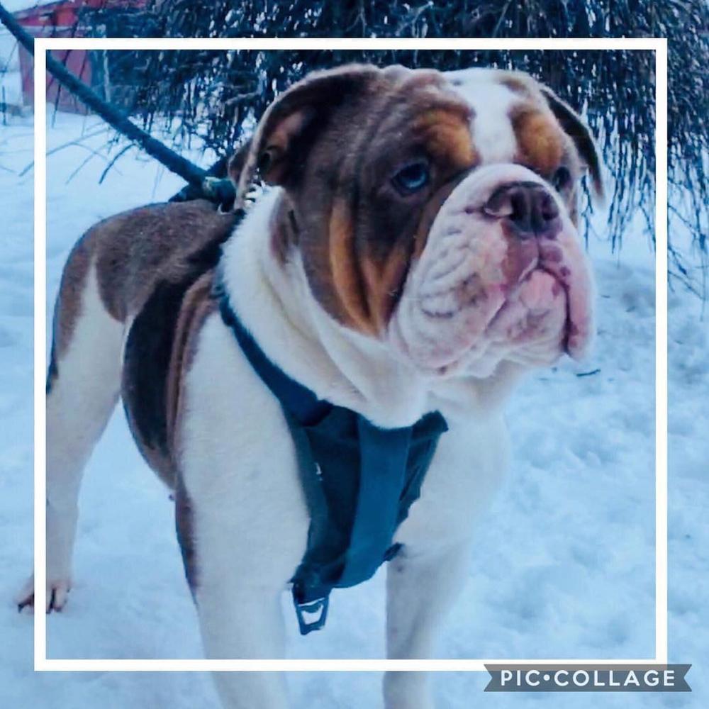 Petersheim's Fricka | Olde English Bulldogge 