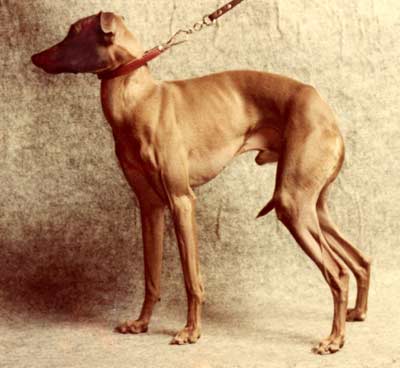Cicero Lelfy cs | Italian Greyhound 