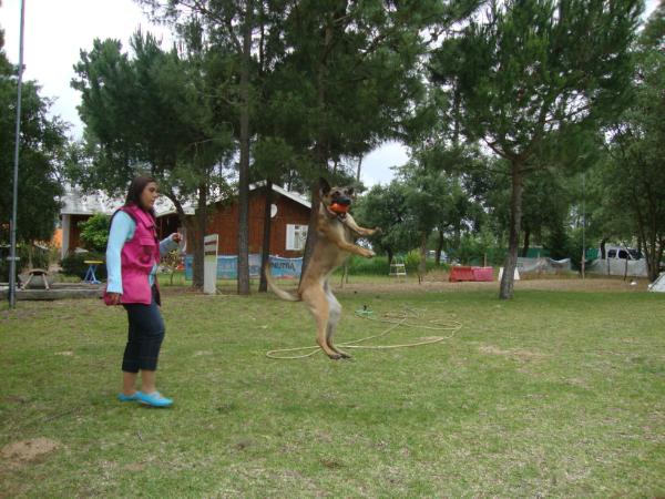 Sharke | Belgian Malinois 