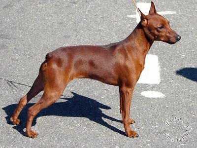 Lazurnaya Semiramida | Miniature Pinscher 