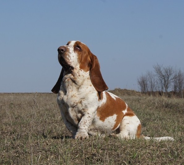 Lily Crown Larika | Basset Hound 