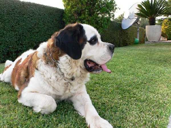 Wibke vom Wingert | Saint Bernard 