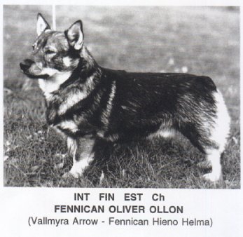 Fennican Oliver Ollon | Swedish Vallhund 