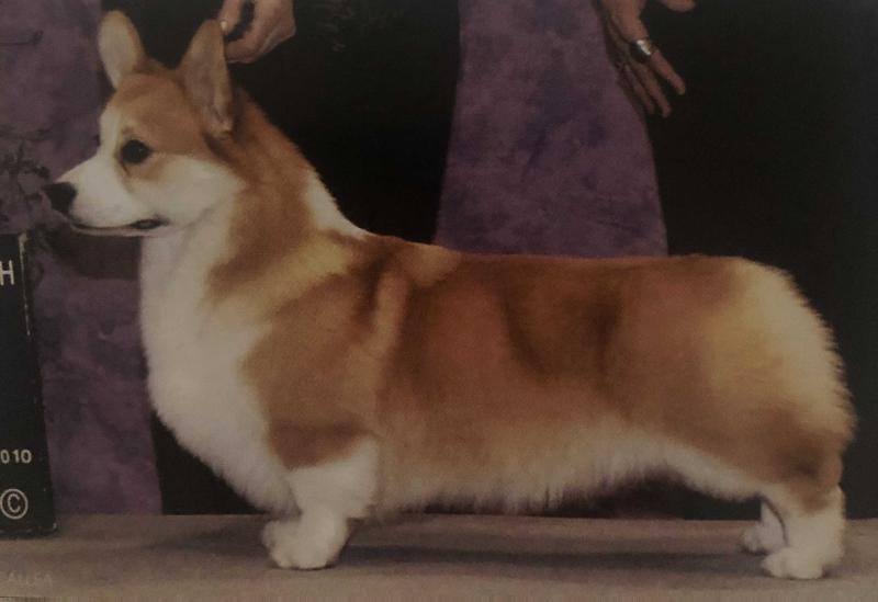 Heronsway History Buff | Pembroke Welsh Corgi 