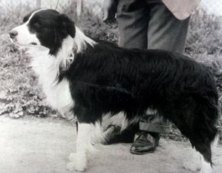 Kaiapoi Tiki | Border Collie 