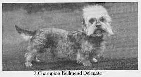 Bellmead Delegate | Dandie Dinmont Terrier 