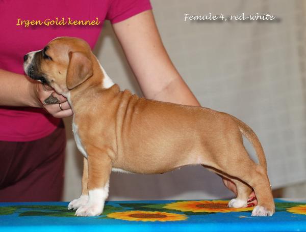 Irgen Gold Yugoslavna | American Staffordshire Terrier 