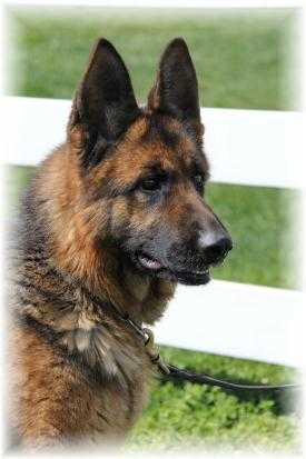 Cody von Melanchthon | German Shepherd Dog 