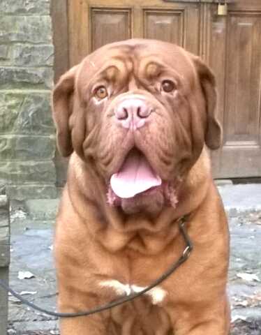 Chablis Forteresse Rouge | Dogue de Bordeaux 