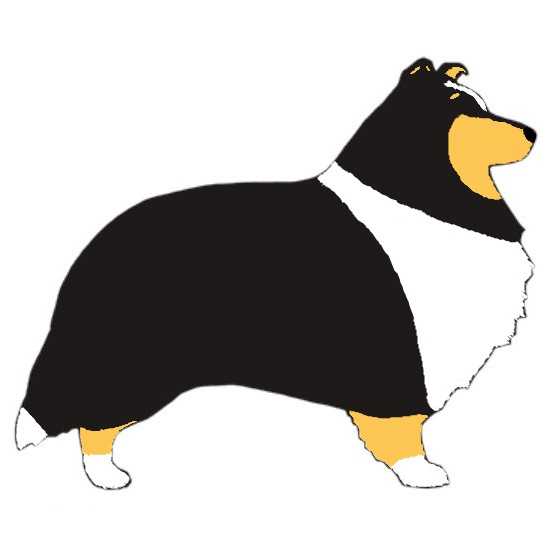 Arina von Monrei | Shetland Sheepdog 