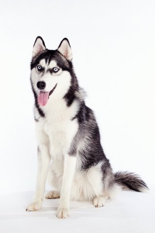 Ronca Ice | Siberian Husky 