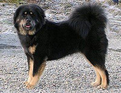 TEJAKES NAMANA | Tibetan Mastiff 