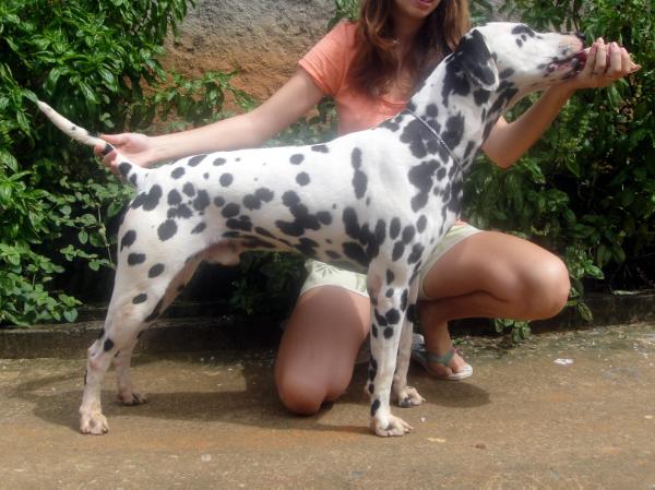 Cauan of the Ebony Spots | Dalmatian 
