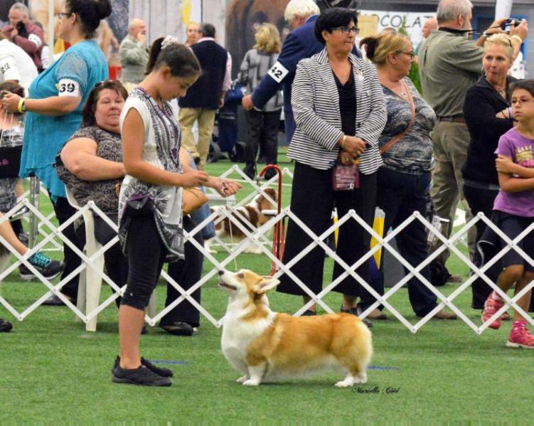 Greenwoods Secret Garden | Pembroke Welsh Corgi 