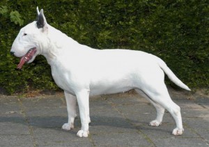 Oky Doky Attractive Orchid | Bull Terrier 