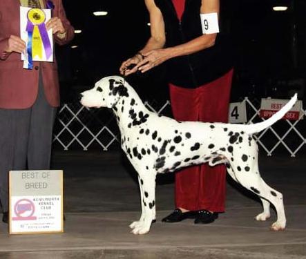 TNG's The Untouchable At DXL | Dalmatian 