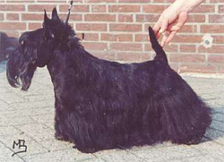 Pendlehill Magnus | Scottish Terrier 