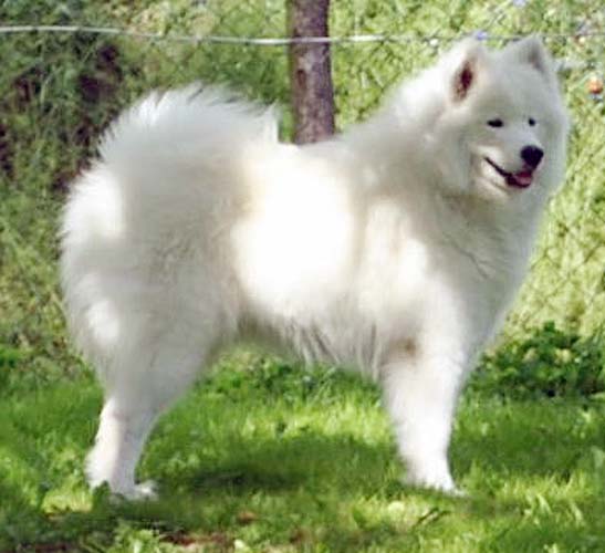 Sonata Arctica AINA O'AZZIS | Samoyed 