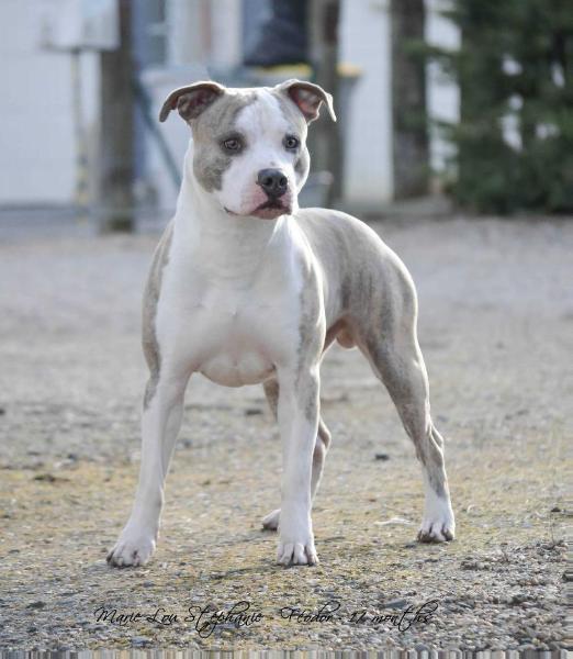 Dragon Flight S Planety Zvezd | American Staffordshire Terrier 