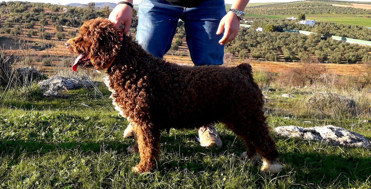 Máxima de Tender Teddy | Spanish Water Dog 