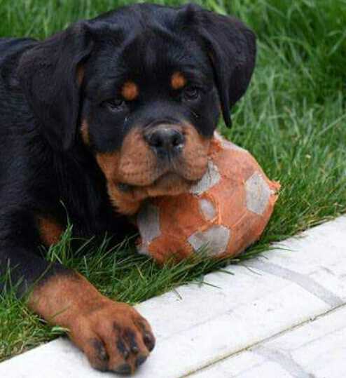 Markus fusadjo | Rottweiler 