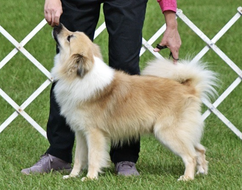 Hidow Honeyrun Heart of Gold | Icelandic Sheepdog 