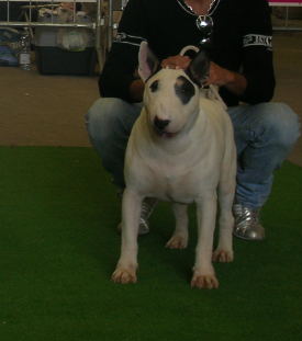 kingartur di casa sineri | Bull Terrier 