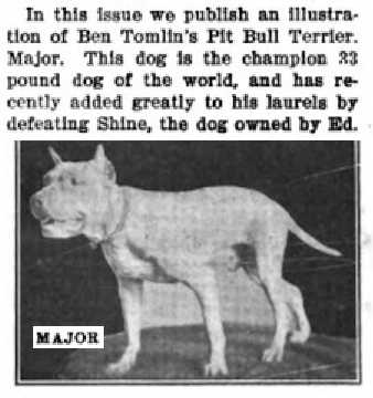 Major [Ben Tomlin's] | American Pit Bull Terrier 