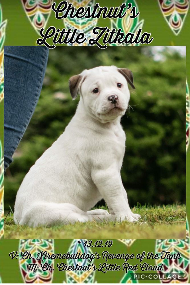 Chestnut’s Little Zitkala | American Bulldog 