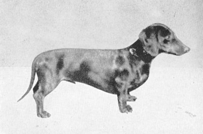 Racker Weber | Dachshund 