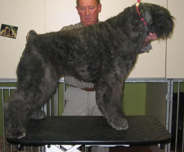 Nike-Dustie v.d. Vanenblikhoeve | Bouvier des Flandres 