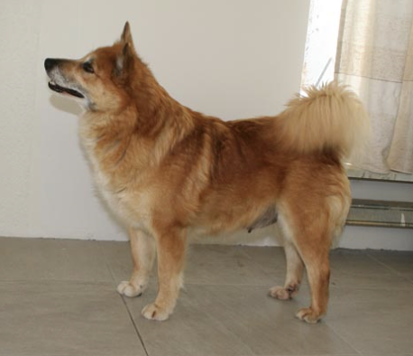 Minni Núps- Ýla | Icelandic Sheepdog 