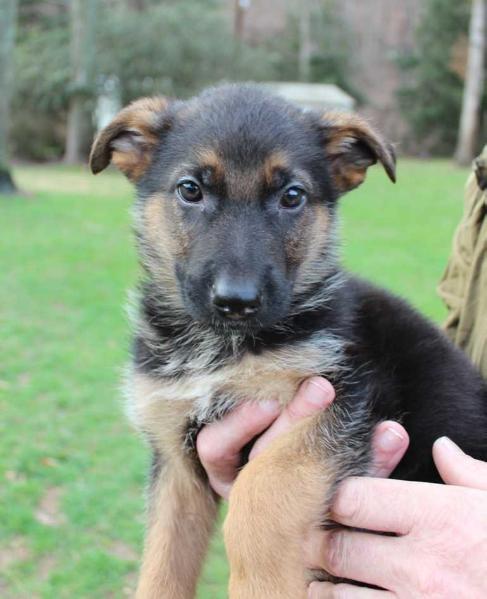 Rocco von den blauen Bergen | German Shepherd Dog 