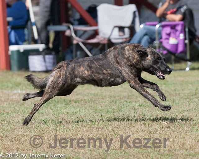 El Alma Del Lobo | Dutch Shepherd 