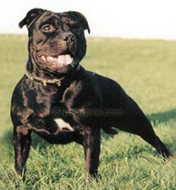 Anouschke Daffodill Yellow | Staffordshire Bull Terrier 