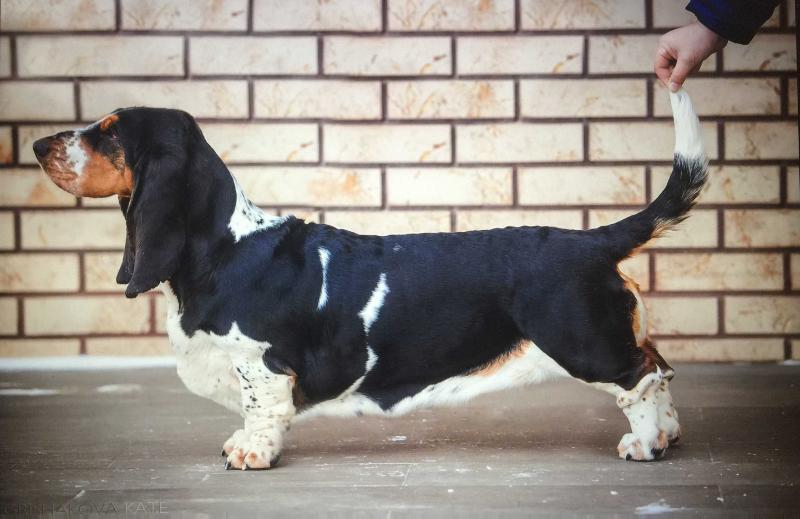 Buffobass Funny Girl | Basset Hound 