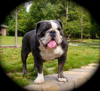 Carolinas Blues Princess | Olde English Bulldogge 