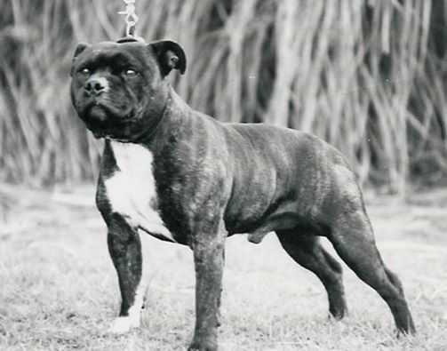 Betchgreen Bargee | Staffordshire Bull Terrier 