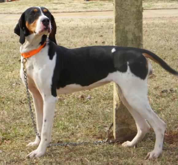 Stylish Dolly | Treeing Walker Coonhound 