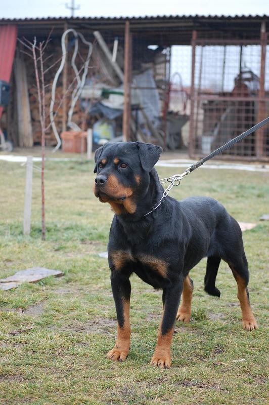 Crazy Diamond Enga | Rottweiler 