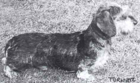 Black Zander of Stargang | Dachshund 