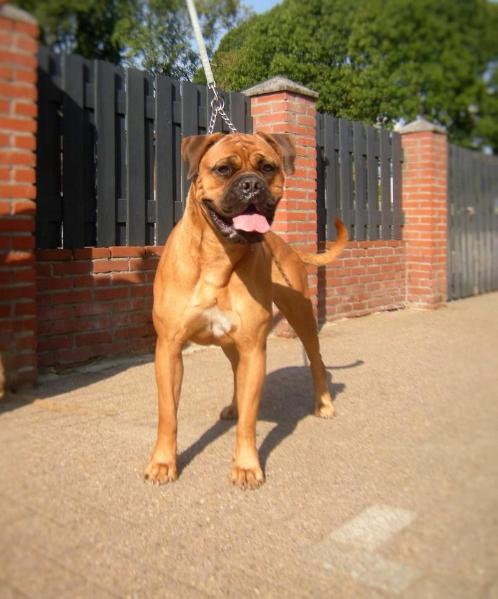 AURORA | Bullmastiff 