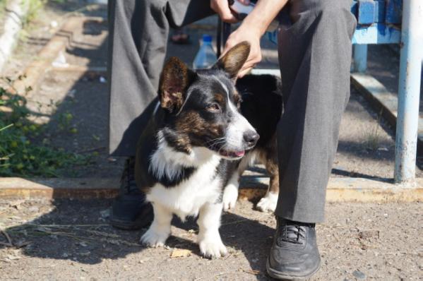 Dzhemini Elegance | Cardigan Welsh Corgi 