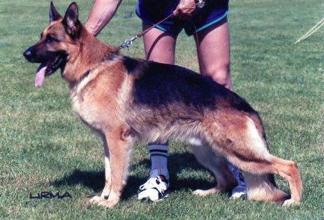 Lado von der Steinhägerquelle | German Shepherd Dog 